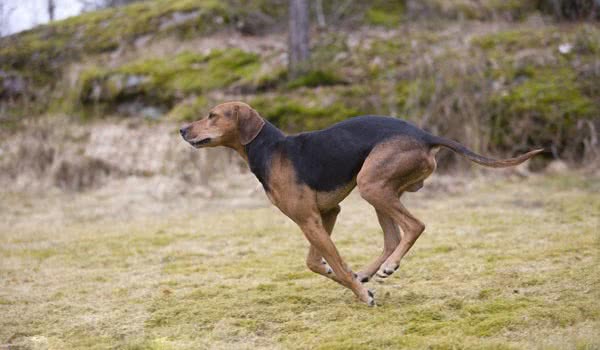 蒙特内哥罗山猎犬