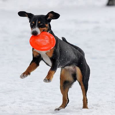 恩特布山地犬