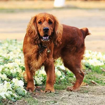 田野猎犬