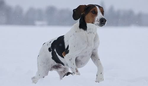 哈尔登猎犬