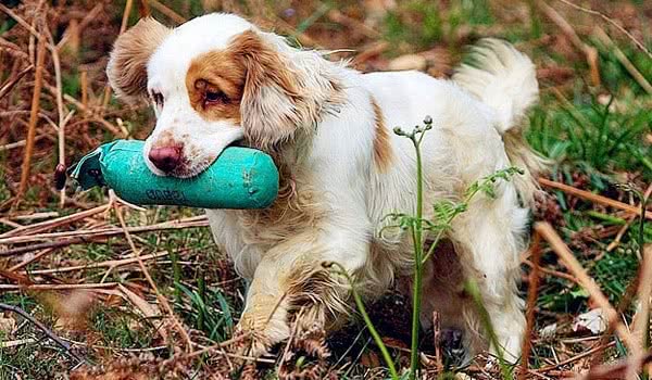 克伦勃猎犬图片