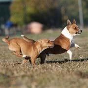 葡萄牙波登可犬