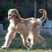 阿富汗猎犬