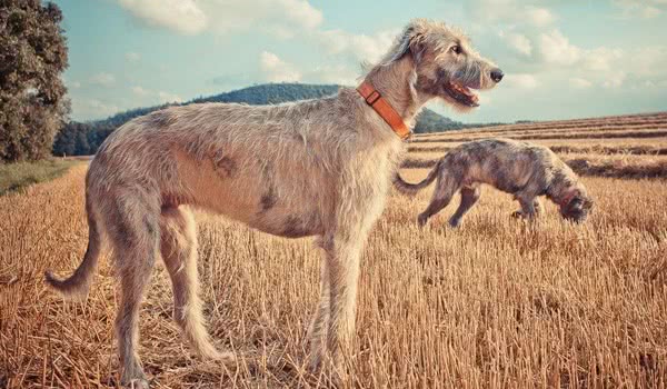 爱尔兰猎狼犬图片