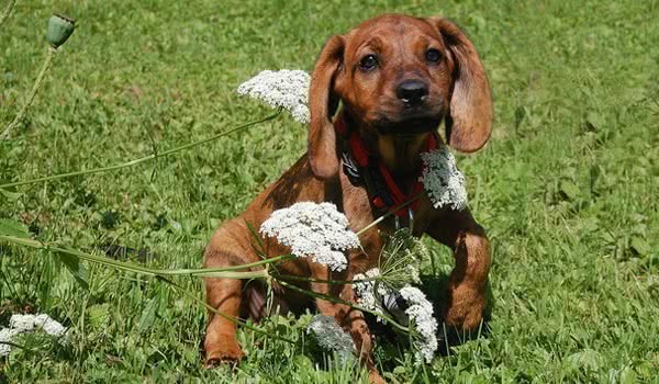 汉诺威猎犬图片