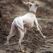 萨路基猎犬