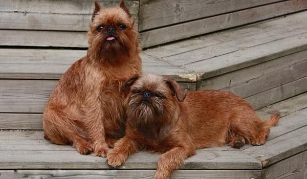 布鲁塞尔格里芬犬图片