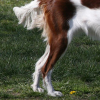 克伦勃猎犬后驱