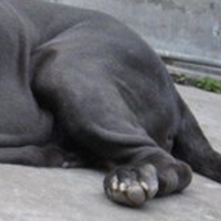 拿波里獒犬后驱