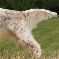 英国雪达蹲猎犬后驱