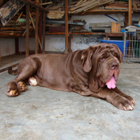 拿波里獒犬颜色