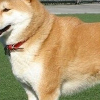 中华田园犬颜色