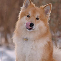 冰岛牧羊犬颜色