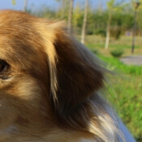 西藏猎犬耳朵