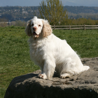 克伦勃猎犬毛发