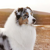 澳大利亚牧羊犬颈部