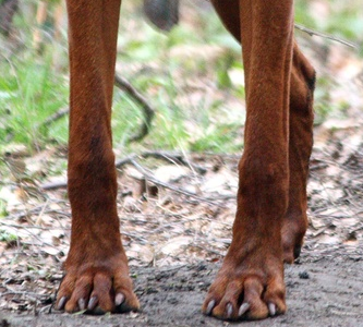 匈牙利短毛指示犬前驱