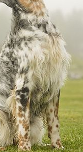 英国雪达蹲猎犬前驱