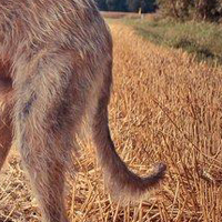 爱尔兰猎狼犬尾巴