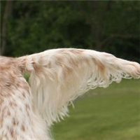 英国雪达蹲猎犬尾巴