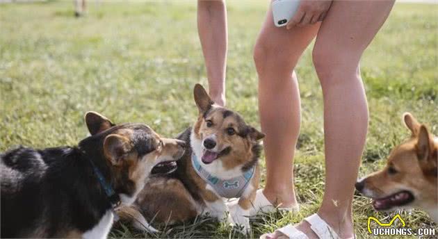 柯基犬拥有攻击性？柯基究竟是什么性格的狗狗？柯基犬又有怎样的历史