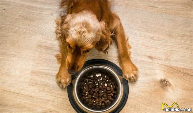 辟谣！狗狗吃得特别香就是好犬粮了嘛？教你怎么挑选一款好犬粮