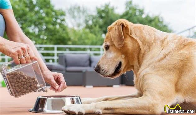 辟谣！狗狗吃得特别香就是好犬粮了嘛？教你怎么挑选一款好犬粮