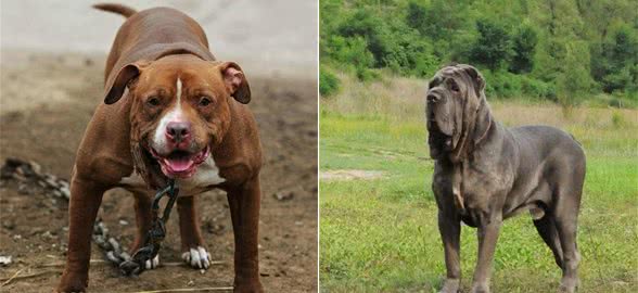 谁是当之无愧的犬中“战神”