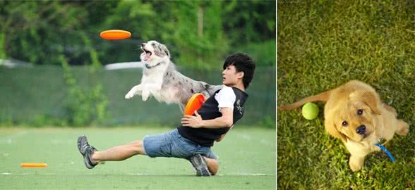 训练狗接飞盘的5个技巧