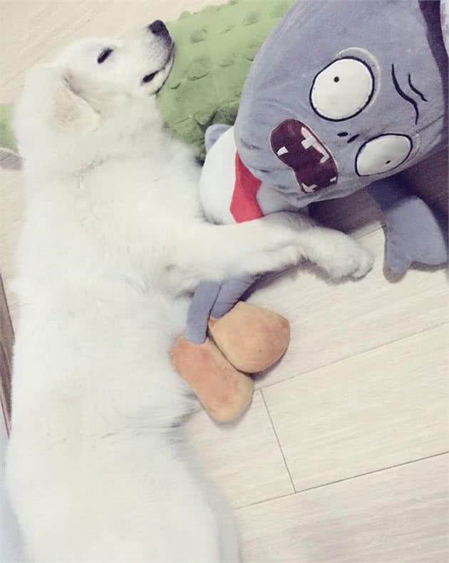 你有勇气养一只巨大的大白熊犬吗？