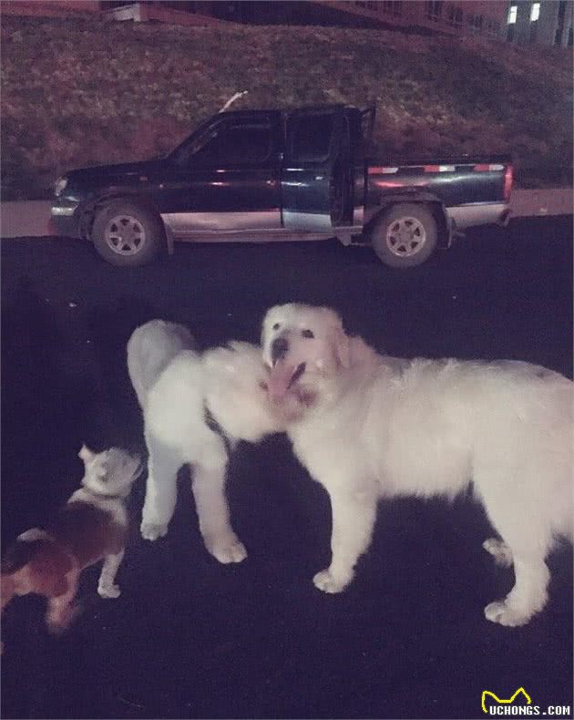你有勇气养一只巨大的大白熊犬吗？