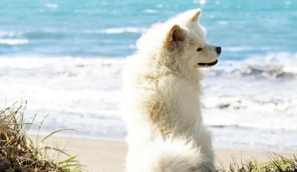 秋田犬一般吃什么犬粮秋田幼犬吃什么犬粮好