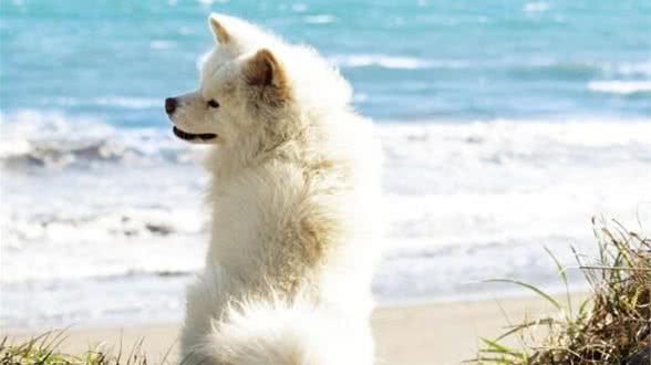 秋田犬一般吃什么犬粮秋田幼犬吃什么犬粮好