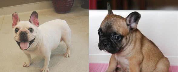 法国斗牛犬如何区分