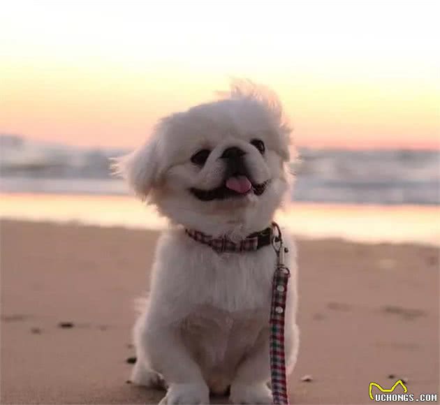 皇宫里的贵族汪,举世闻名的中国狮子狗!