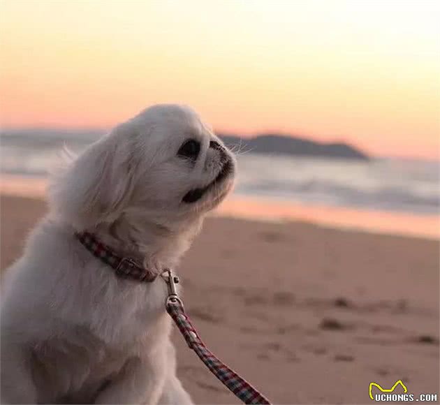 皇宫里的贵族汪,举世闻名的中国狮子狗!