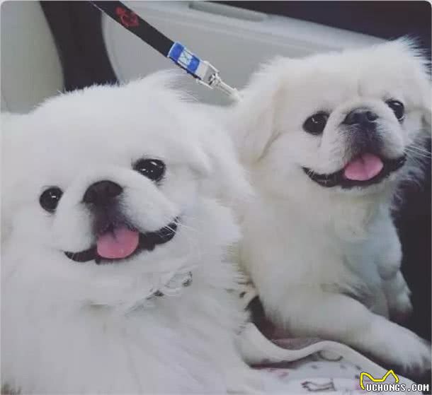 皇宫里的贵族汪,举世闻名的中国狮子狗!