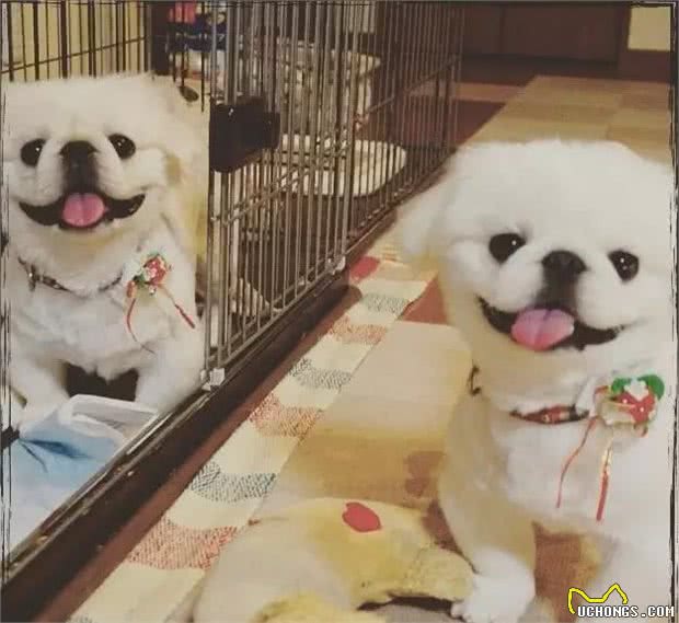 皇宫里的贵族汪,举世闻名的中国狮子狗!