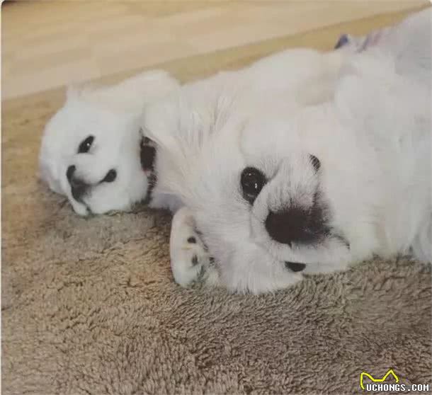 皇宫里的贵族汪,举世闻名的中国狮子狗!