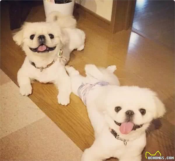 皇宫里的贵族汪,举世闻名的中国狮子狗!