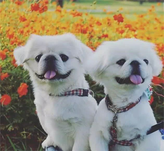 皇宫里的贵族汪,举世闻名的中国狮子狗!