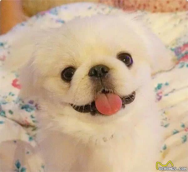 皇宫里的贵族汪,举世闻名的中国狮子狗!