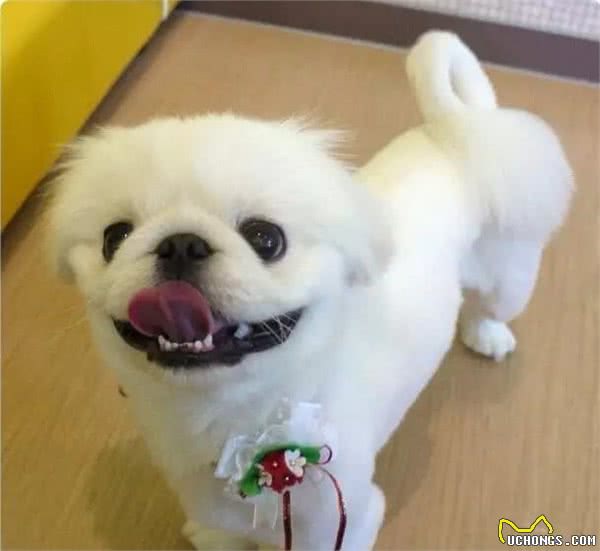 皇宫里的贵族汪,举世闻名的中国狮子狗!