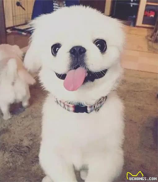 皇宫里的贵族汪,举世闻名的中国狮子狗!