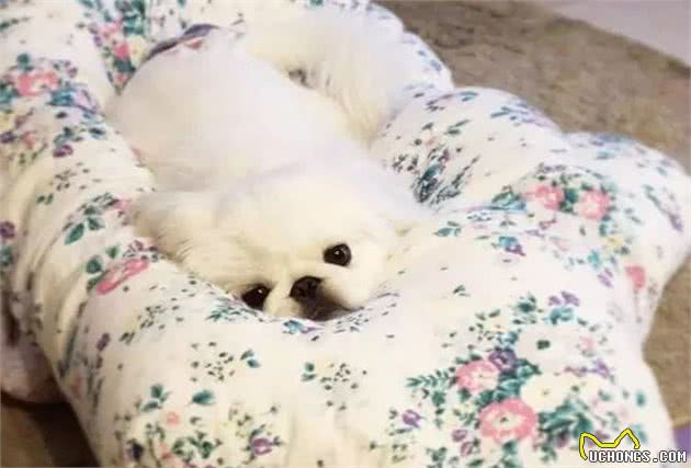 皇宫里的贵族汪,举世闻名的中国狮子狗!