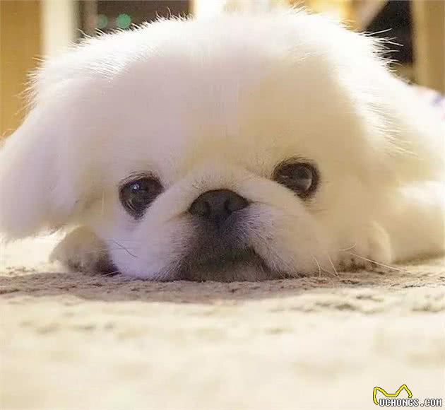 皇宫里的贵族汪,举世闻名的中国狮子狗!