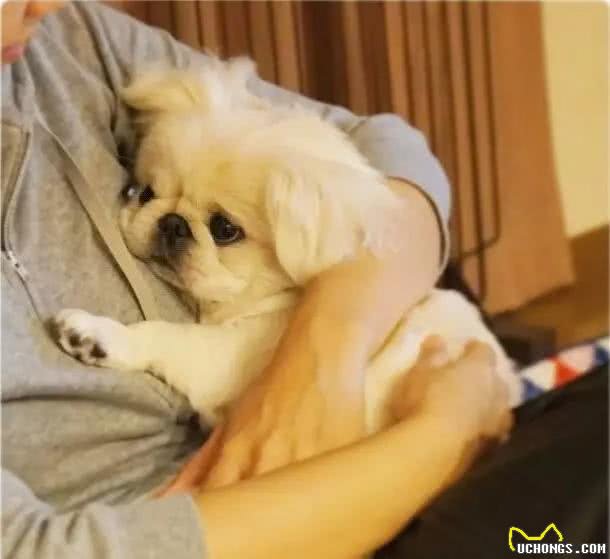 皇宫里的贵族汪,举世闻名的中国狮子狗!