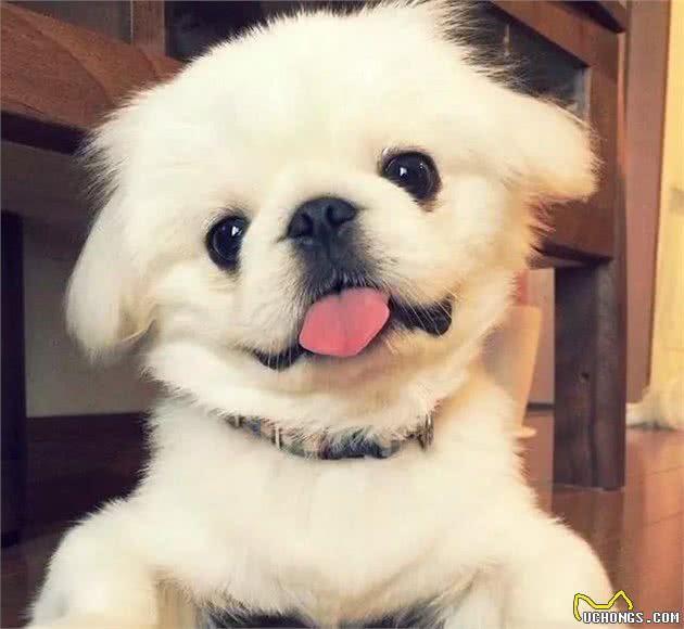 皇宫里的贵族汪,举世闻名的中国狮子狗!