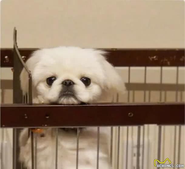 皇宫里的贵族汪,举世闻名的中国狮子狗!