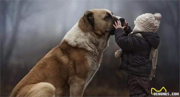 世界大型犬排名，马士提夫犬高76.2厘米